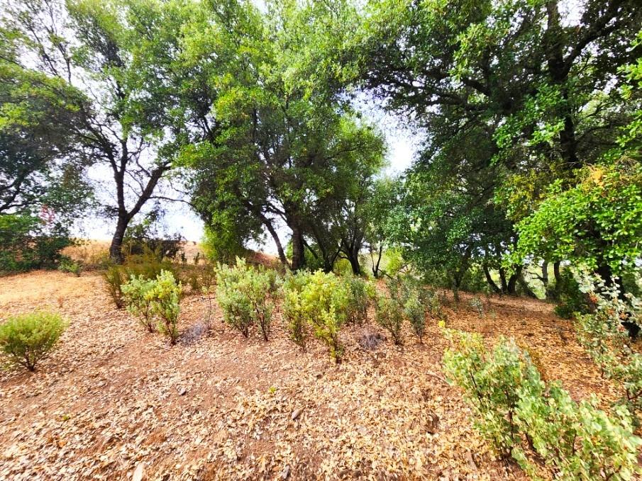 5153 Mountain Ranch Road, Mountain Ranch, California 95246, ,Land,For Sale,Mountain Ranch,202303420