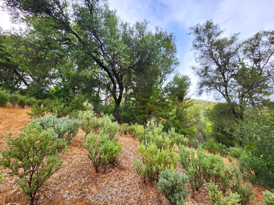 5153 Mountain Ranch Road, Mountain Ranch, California 95246, ,Land,For Sale,Mountain Ranch,202303420