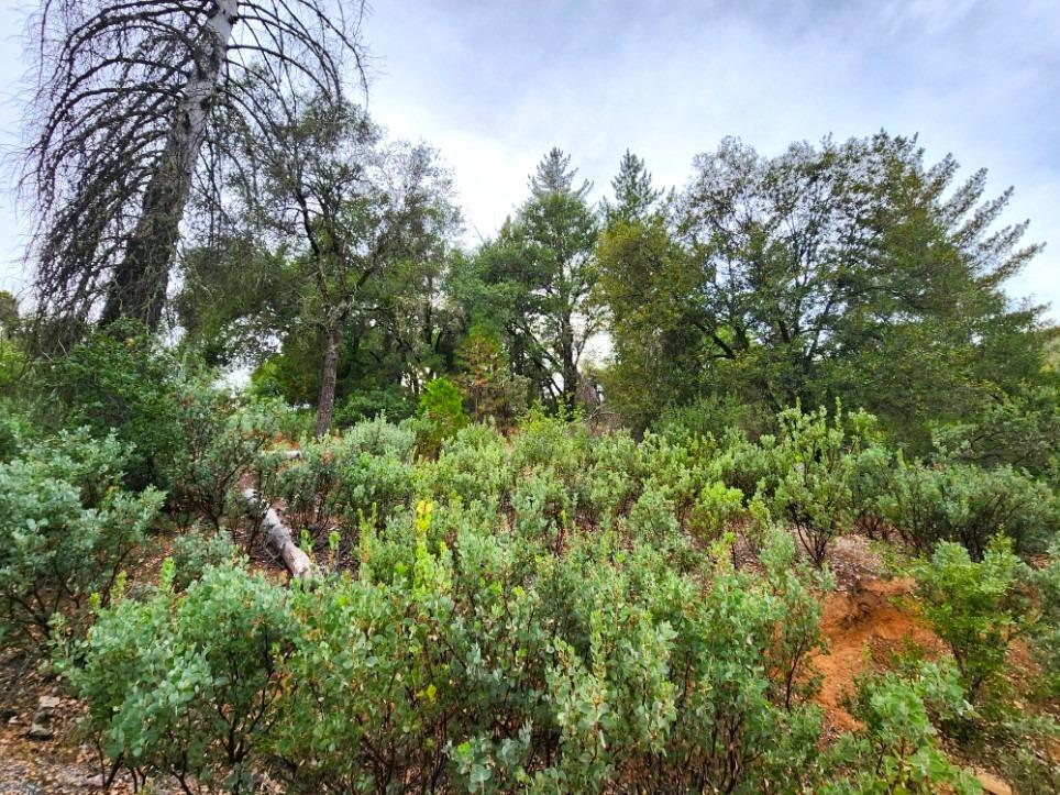 5153 Mountain Ranch Road, Mountain Ranch, California 95246, ,Land,For Sale,Mountain Ranch,202303420