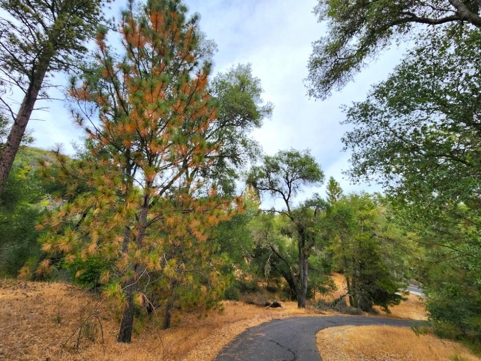 5153 Mountain Ranch Road, Mountain Ranch, California 95246, ,Land,For Sale,Mountain Ranch,202303420