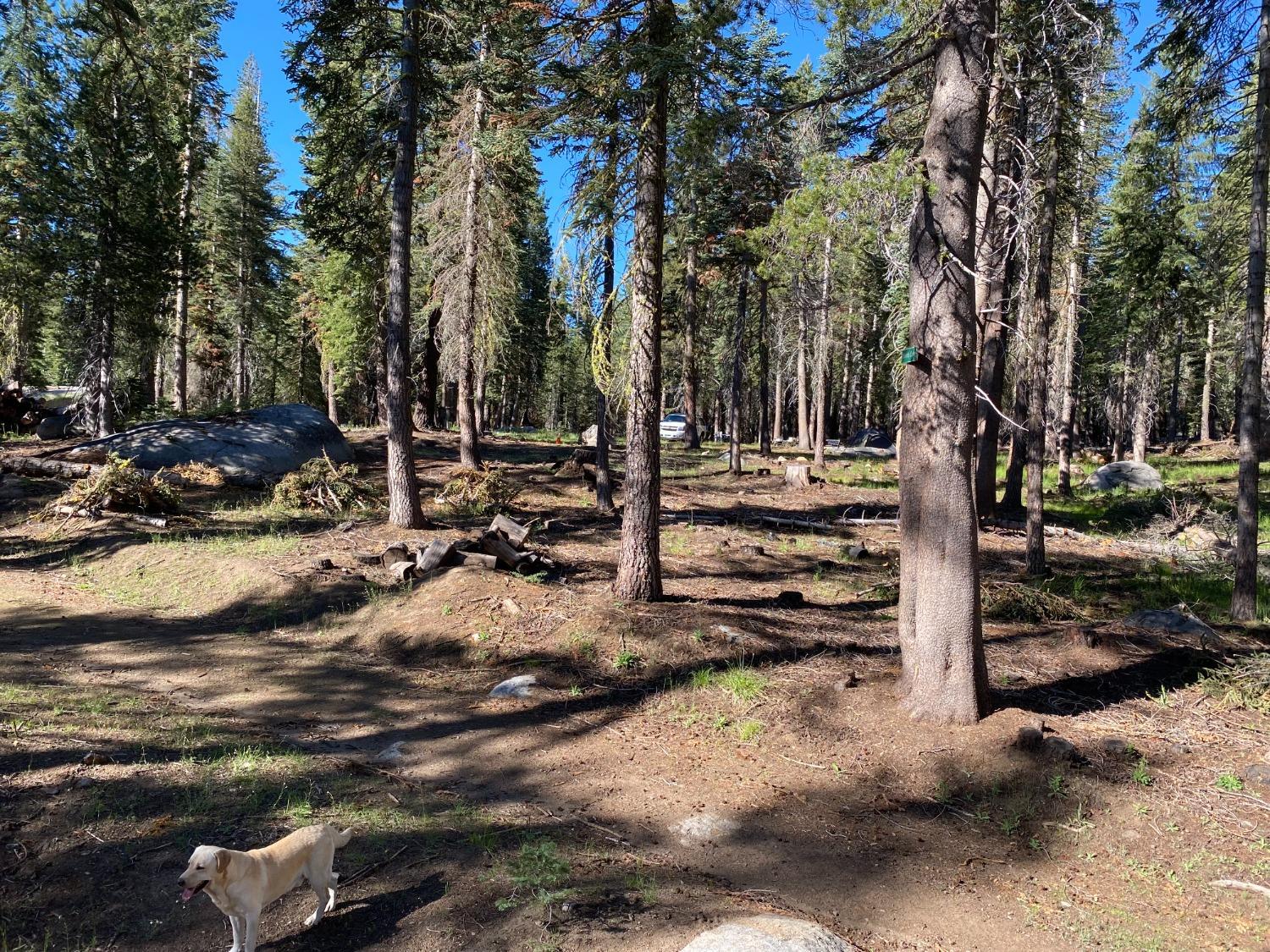 18 Silver Tip Dr, Tamarack, California 95223, ,Land,For Sale,Silver Tip Dr,202303406