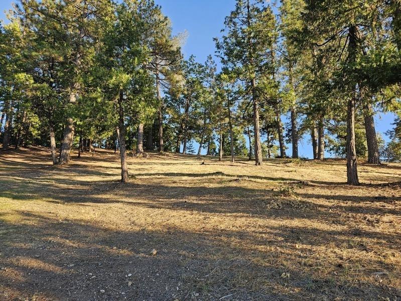 323 Forest Meadows Drive, Murphys, California 95247, ,Land,For Sale,Forest Meadows,202303351