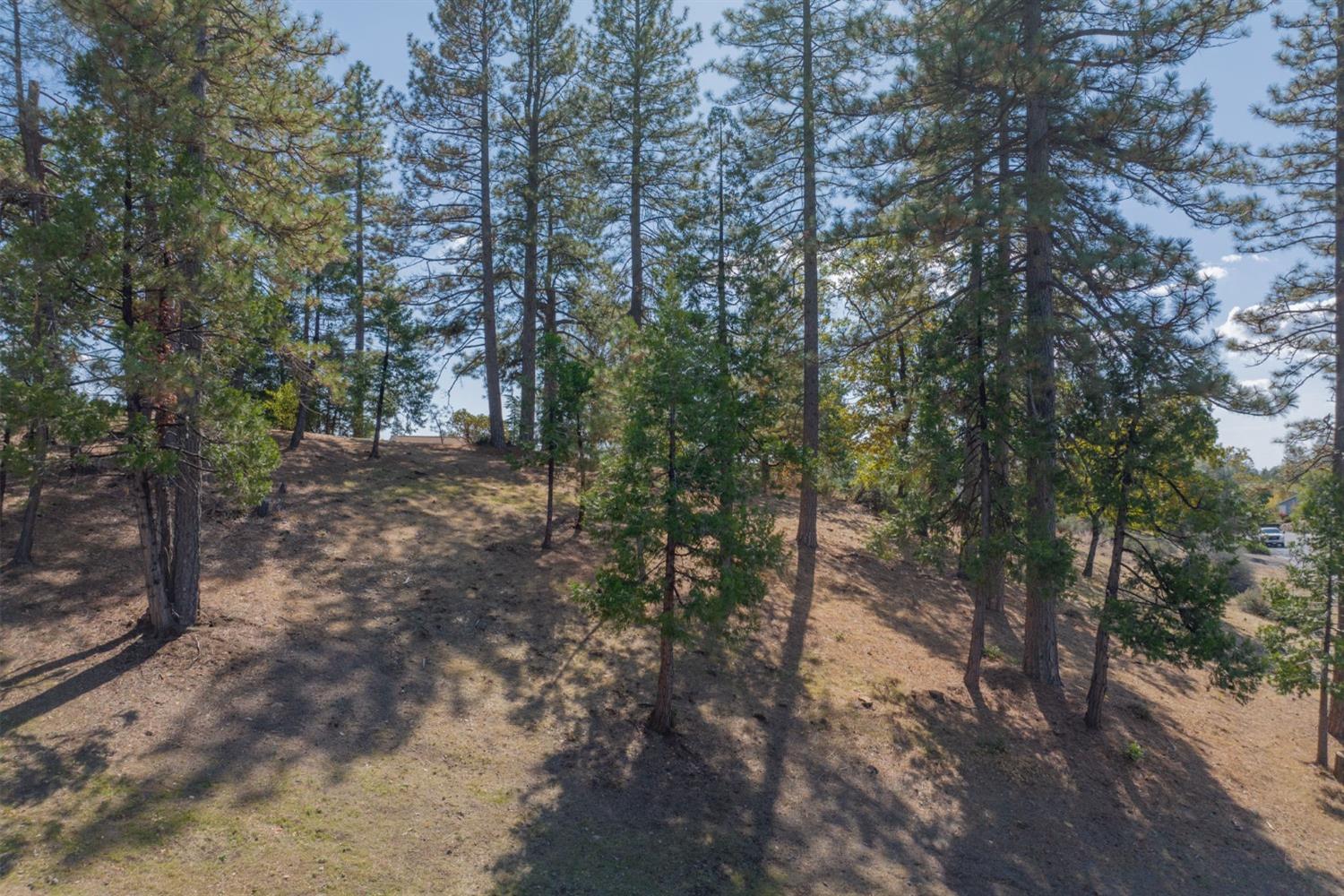 323 Forest Meadows Drive, Murphys, California 95247, ,Land,For Sale,Forest Meadows,202303351