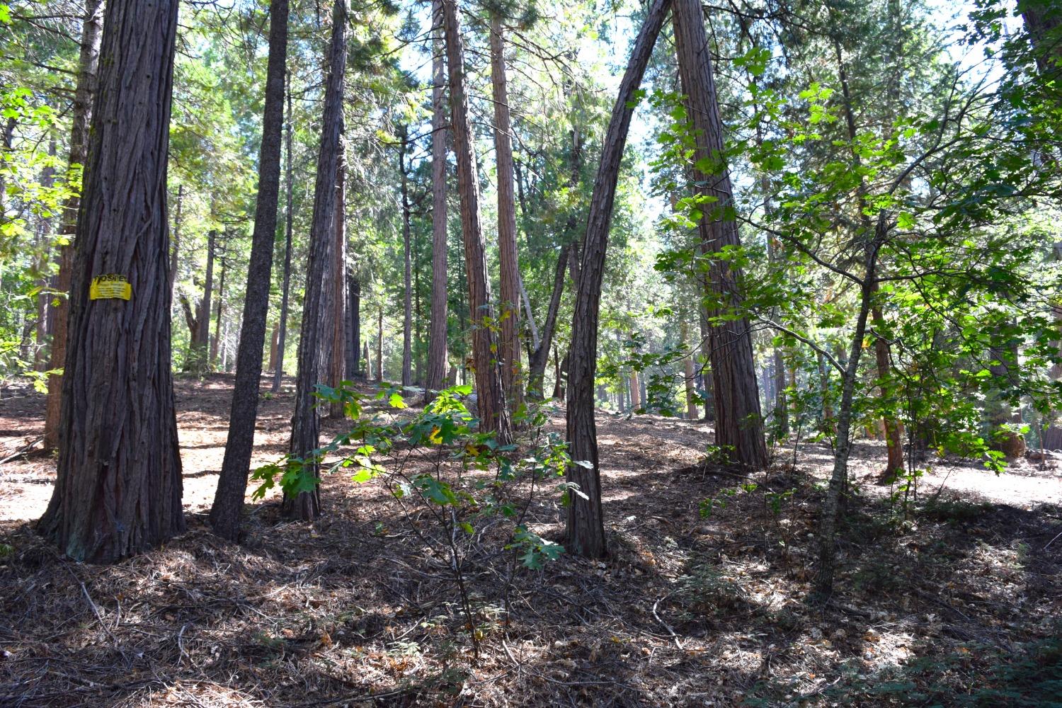 0 Confidence Road, Twain Harte, California 95383, ,Land,For Sale,Confidence,202303435