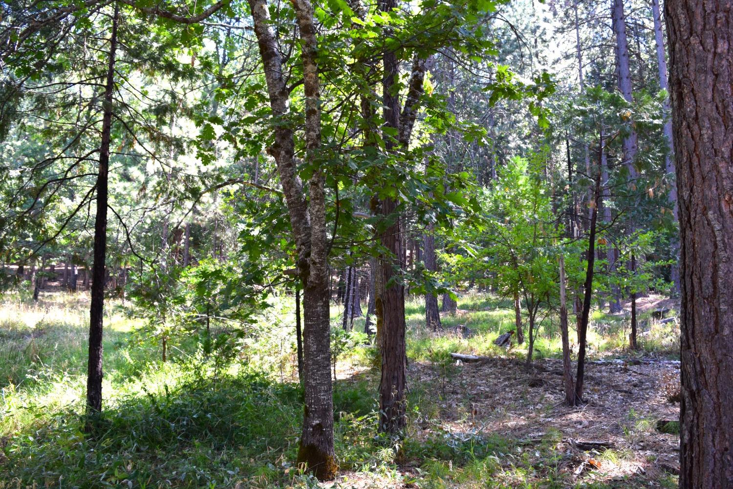 0 Confidence Road, Twain Harte, California 95383, ,Land,For Sale,Confidence,202303435