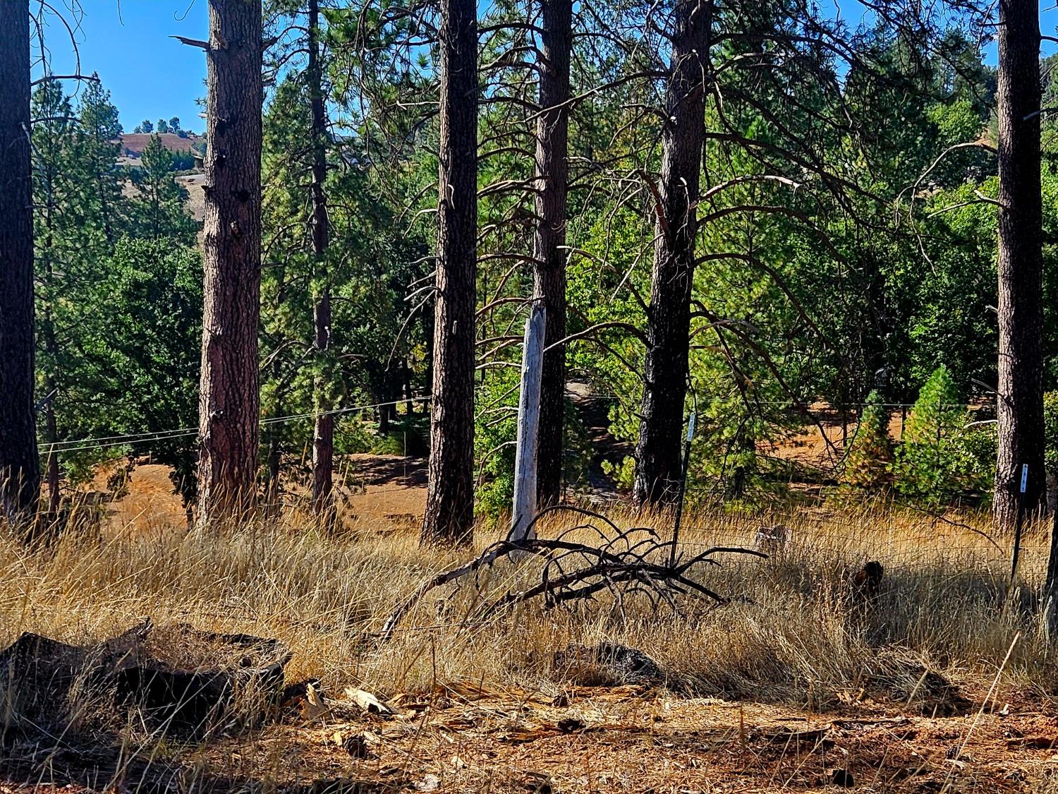 From middle of property and looking left toward Rustlers Pass.  Property boundary is near the electrical wires on the west side.