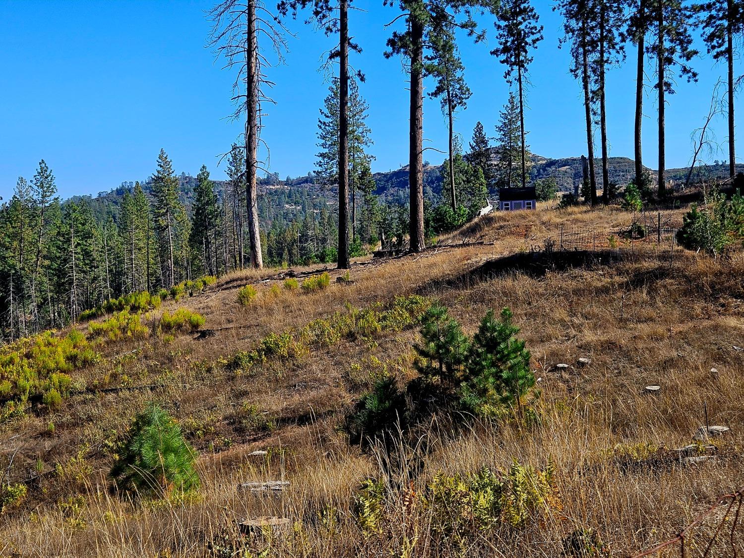 very useable land, gently sloping and many flat areas. Shed in background.