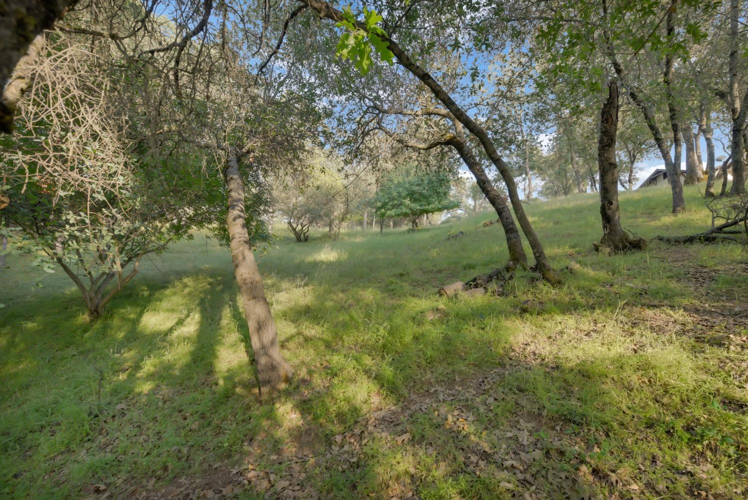 416 Albasio Court, Angels Camp, California 95222, ,Land,For Sale,Albasio Court,202303452