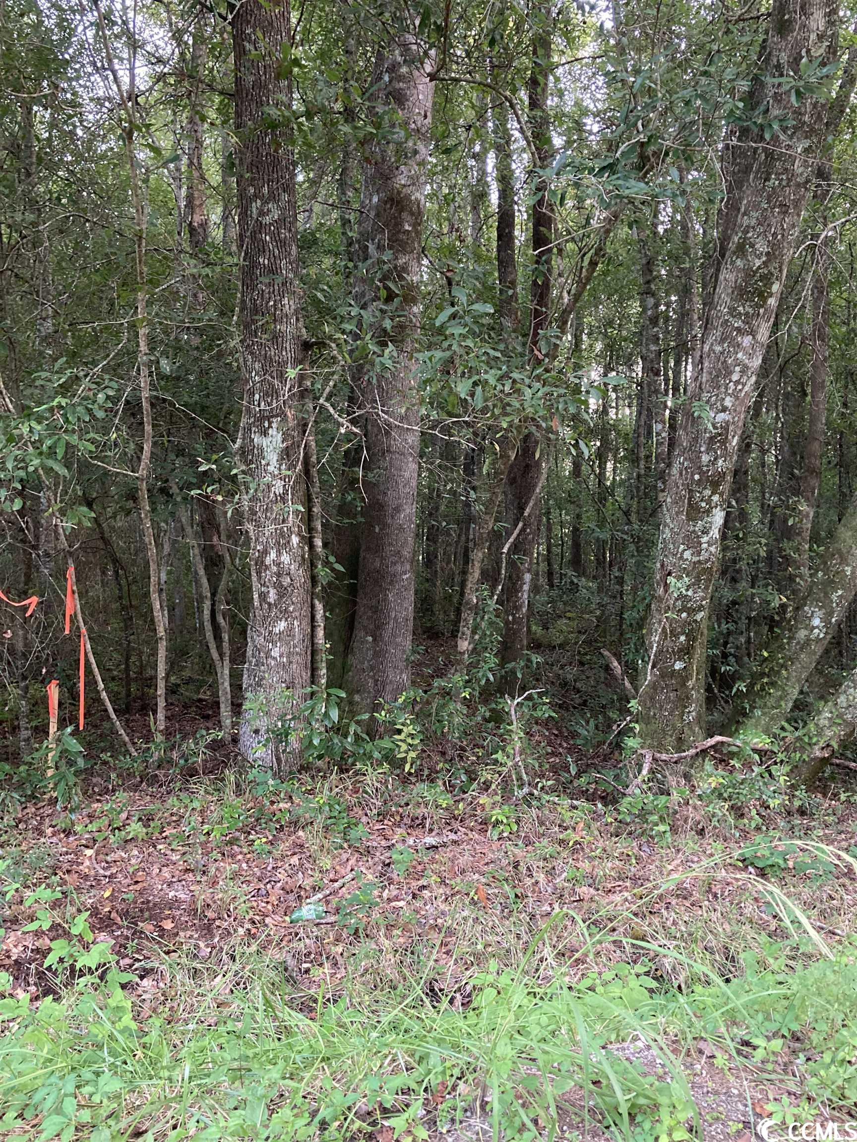 TBD Ossie Ln. Conway, SC 29527