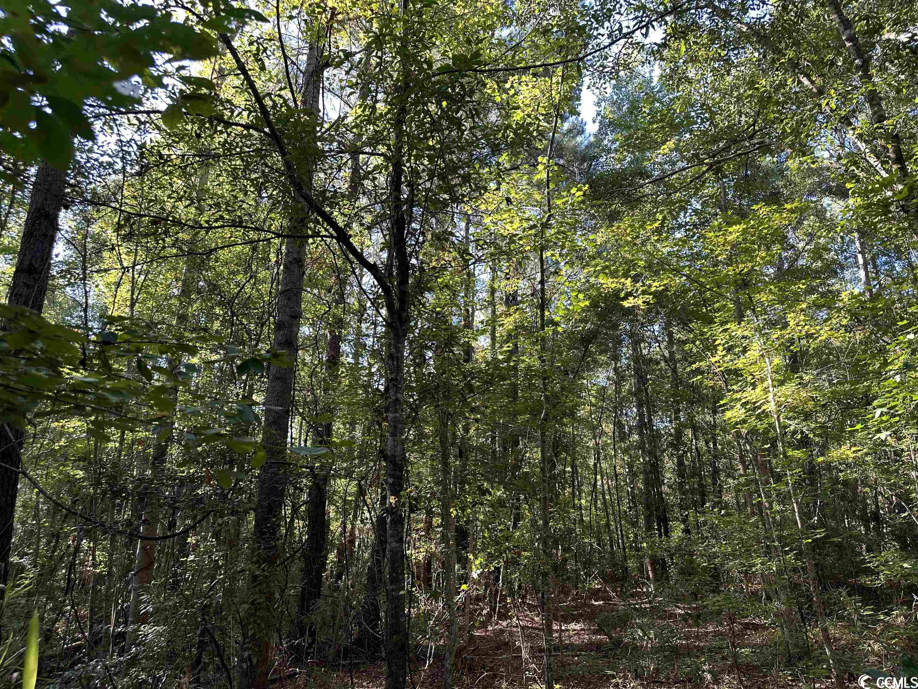 nearly 2 acres available on georgetown highway between andrews and georgetown. the property is entirely wooded, and is surrounded by other wooded tracts. the property total 1.74 acres and would make a great place for a home at the midpoint between andrews and georgetown.