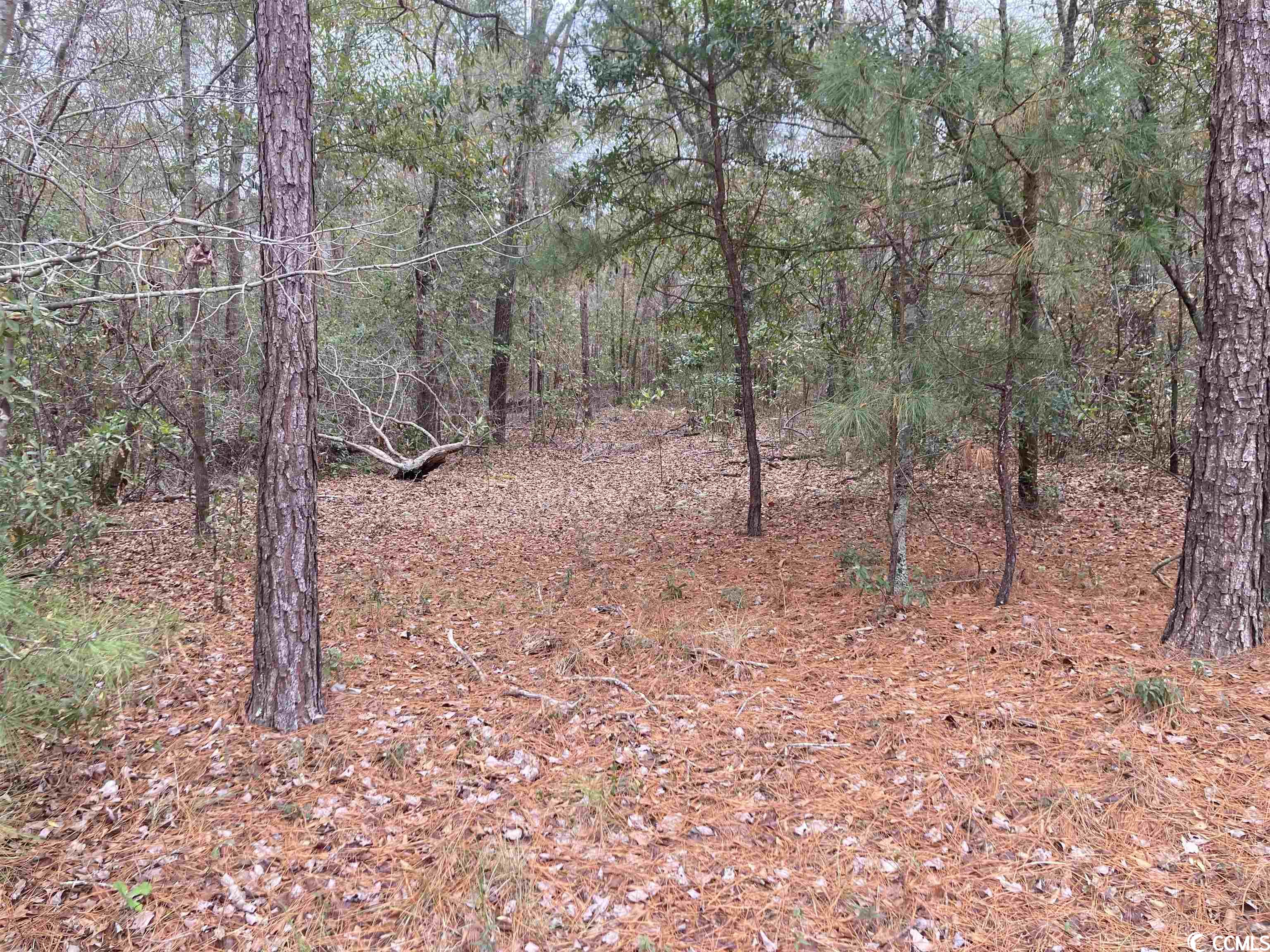 TBD Persimmon Ford Rd. Johnsonville, SC 29555