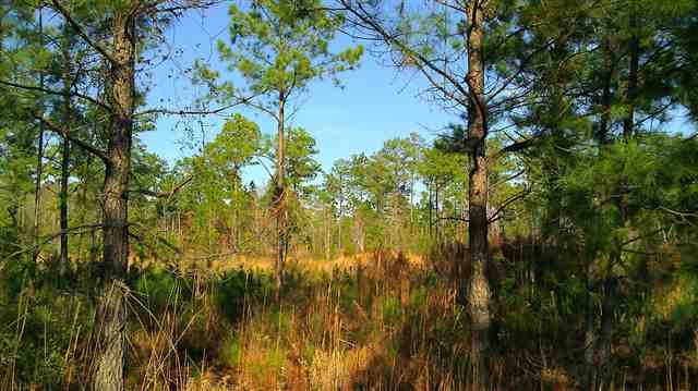 Lot 2 Samworth Loop Georgetown, SC 29440