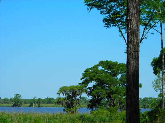 Lot 2 Rice Hope Ln. Pawleys Island, SC 29585