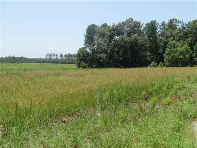 TBD Ralph Rd. Galivants Ferry, SC 29544