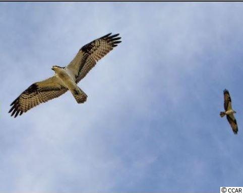 Lot 5 Brookgreen Trace Pl. Pawleys Island, SC 29585