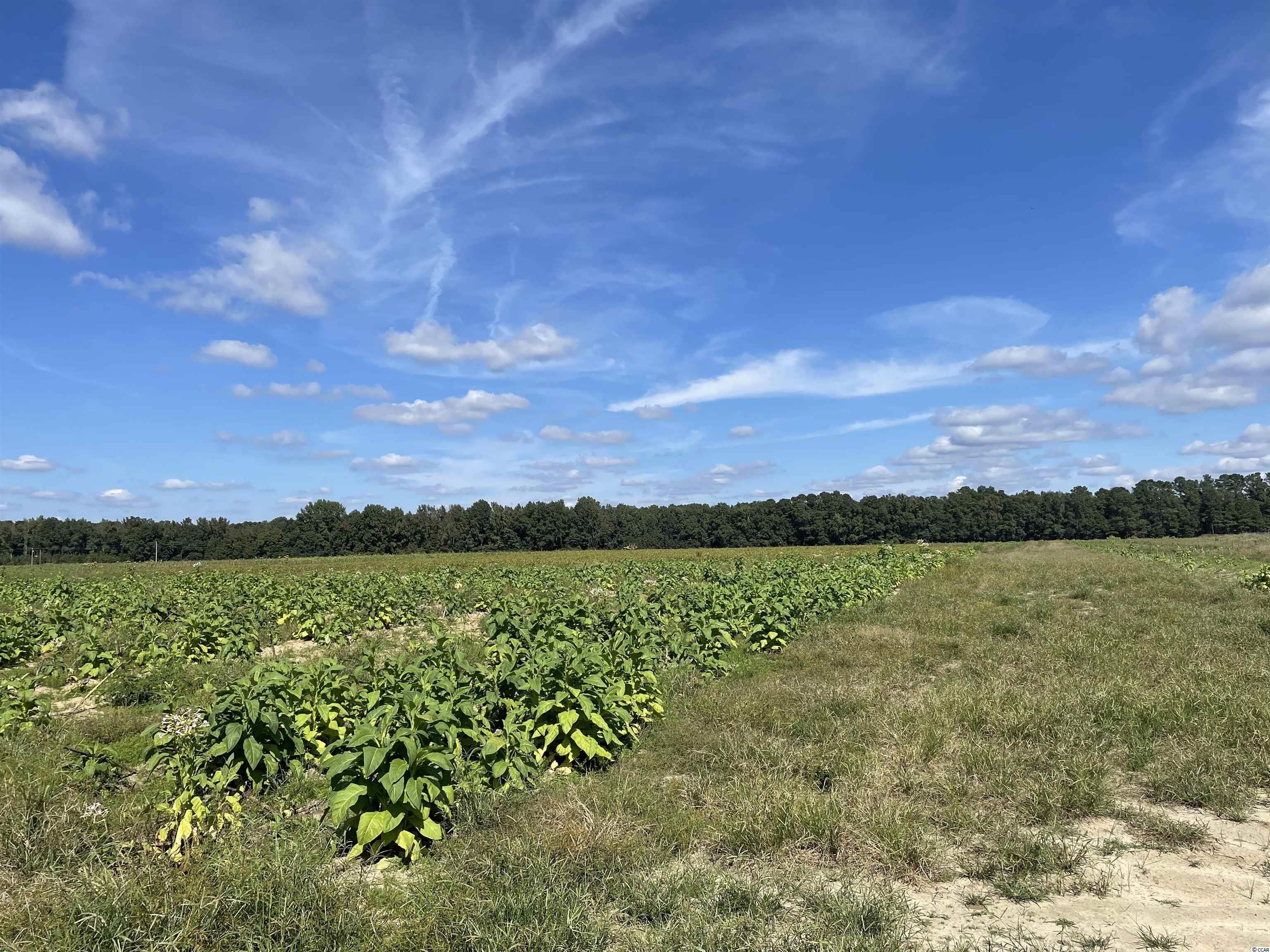 68 ac Highway 521 Salters, SC 29590