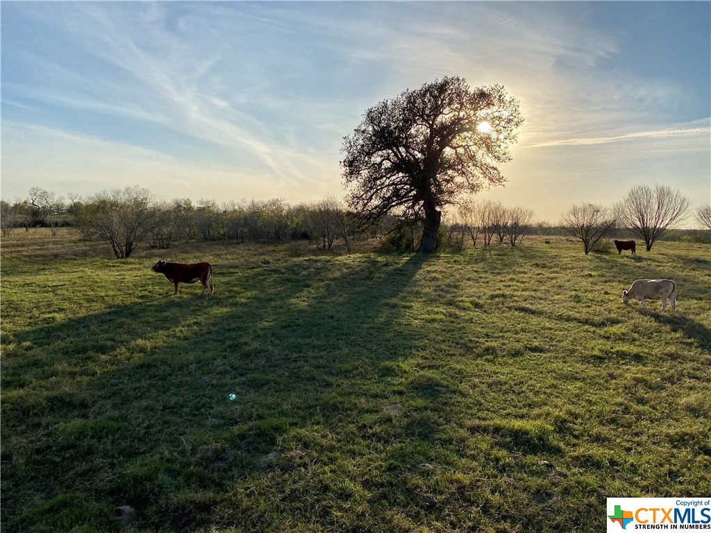 Absolutely gorgeous, unrestricted 50+ acres in the highly sought after New Berlin area, between Seguin and San Antonio! The property is fully fenced and under agricultural assessment currently. MINERALS CONVEY! The possibilities for this slice of Texas are endless, come see for yourself.