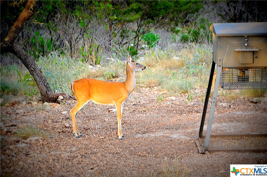 The raised hoof means this alerted doe is ready to run!