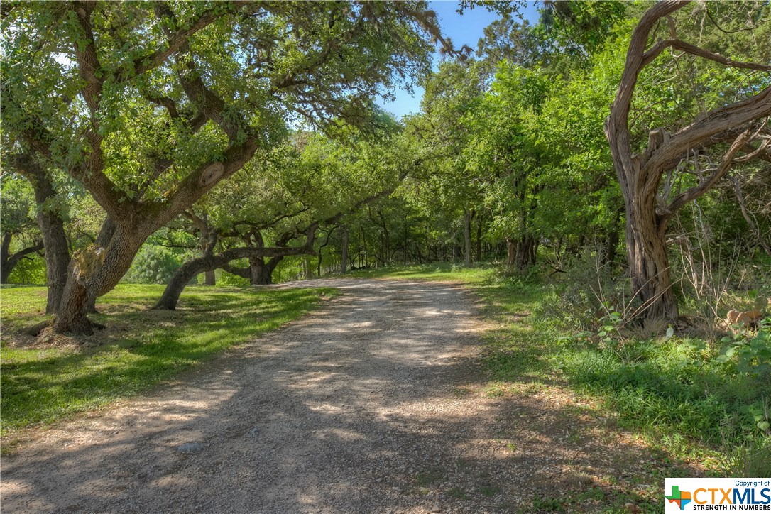 Oak lined road to the river from the elevated potential homesite area.