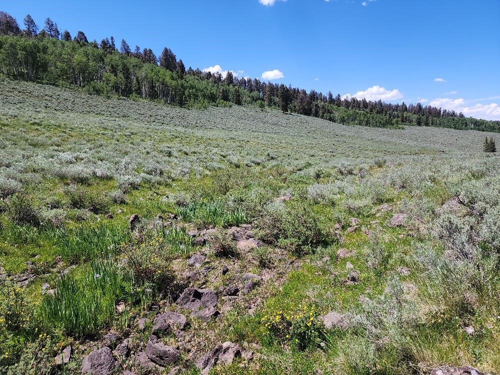 TBD Buck Run Road, Powderhorn, CO 81243