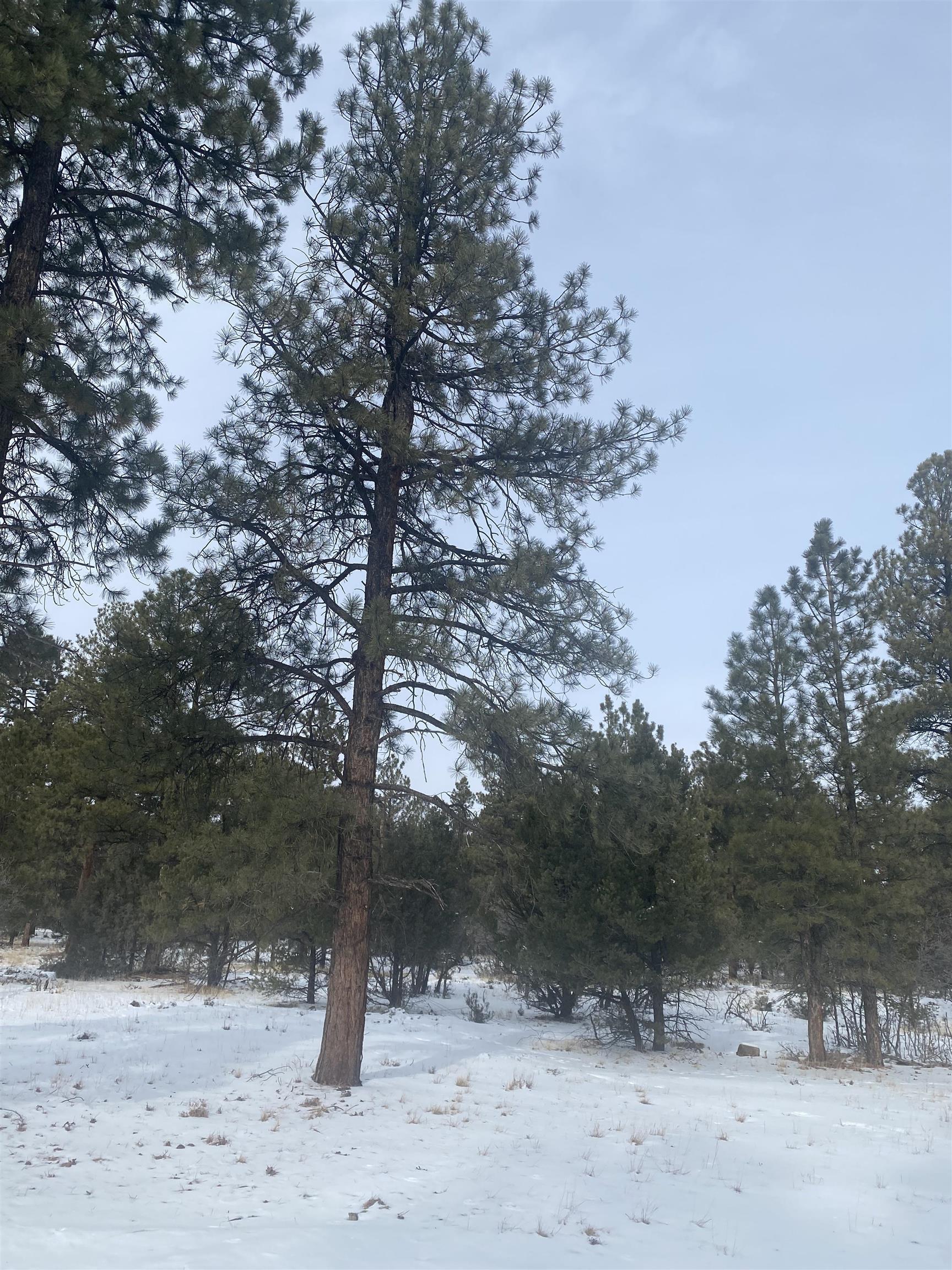 TBD S Badger Trail Lot 420, Ridgway, CO 81432