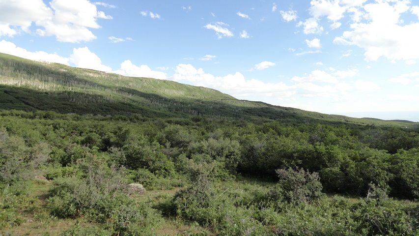 TBD 3100 Road #9, Hotchkiss, CO 81419