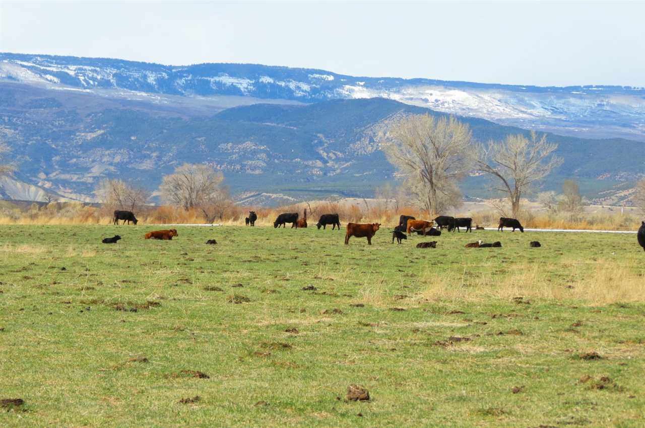 TBD E Running Deer Road #80, Eckert, CO 81418