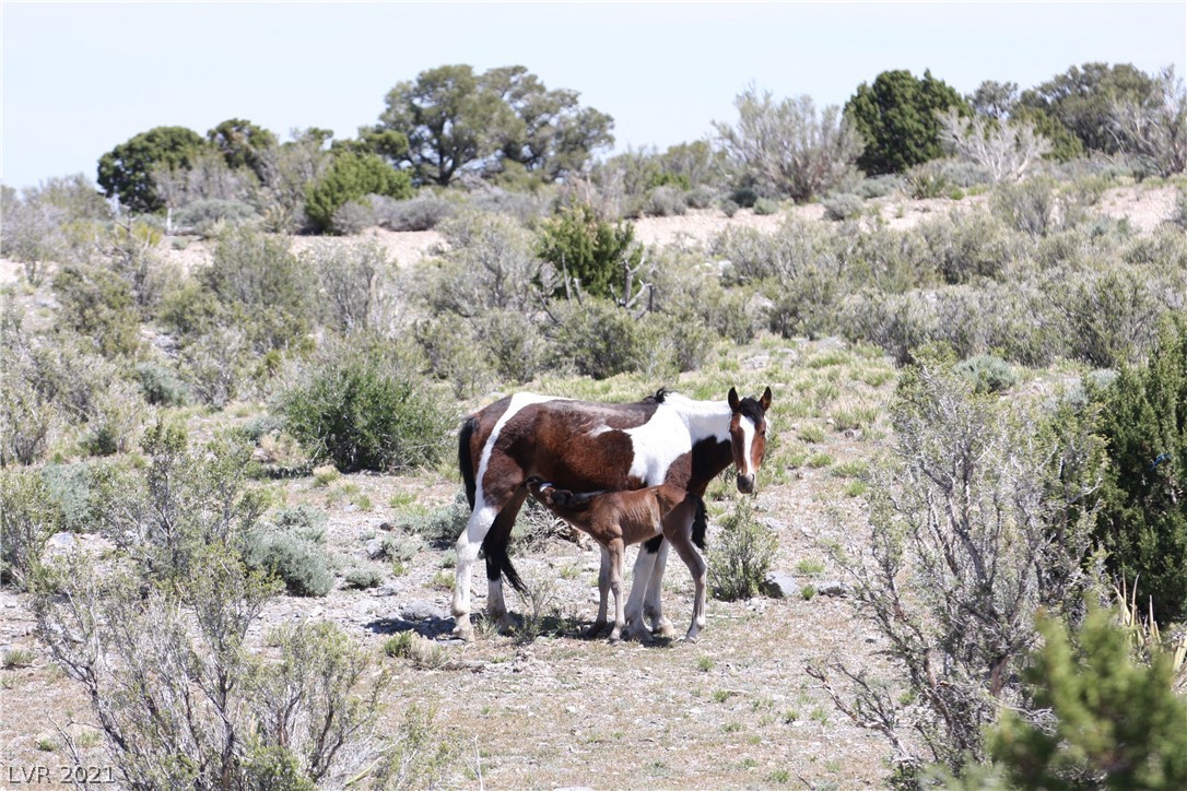 Wild horses are an extraordinary sight in Lower Kyle Canyon.
