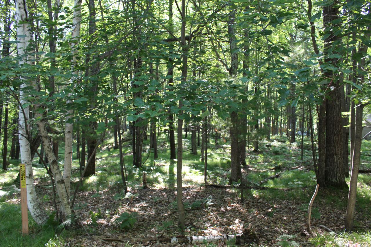 Very nice and level lot in convenient in town location. This lot is within walking distance to shopping and health care, Schools are also nearby. Only minutes from down town Minocqua. The perfect place to build your new home.
