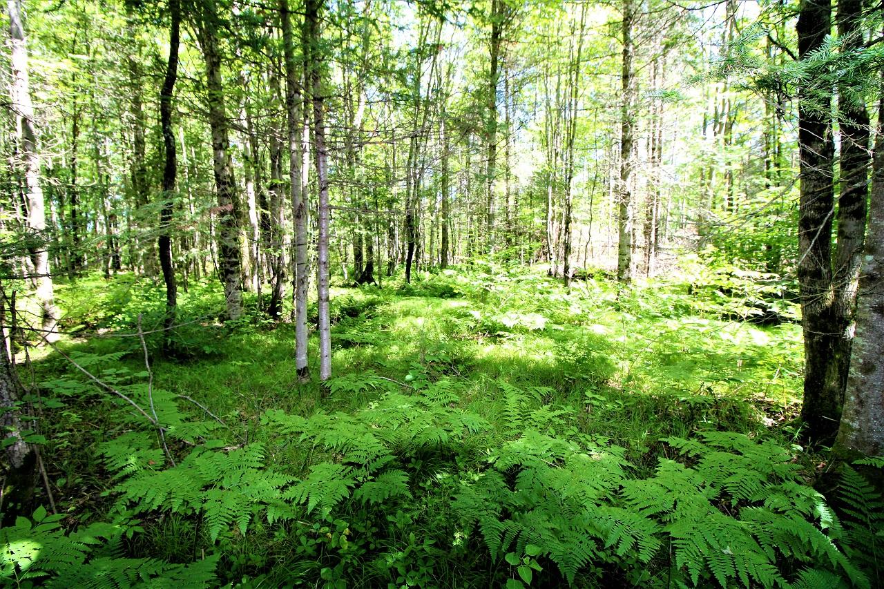 Land for sale in Mercer, Wisconsin, 198426