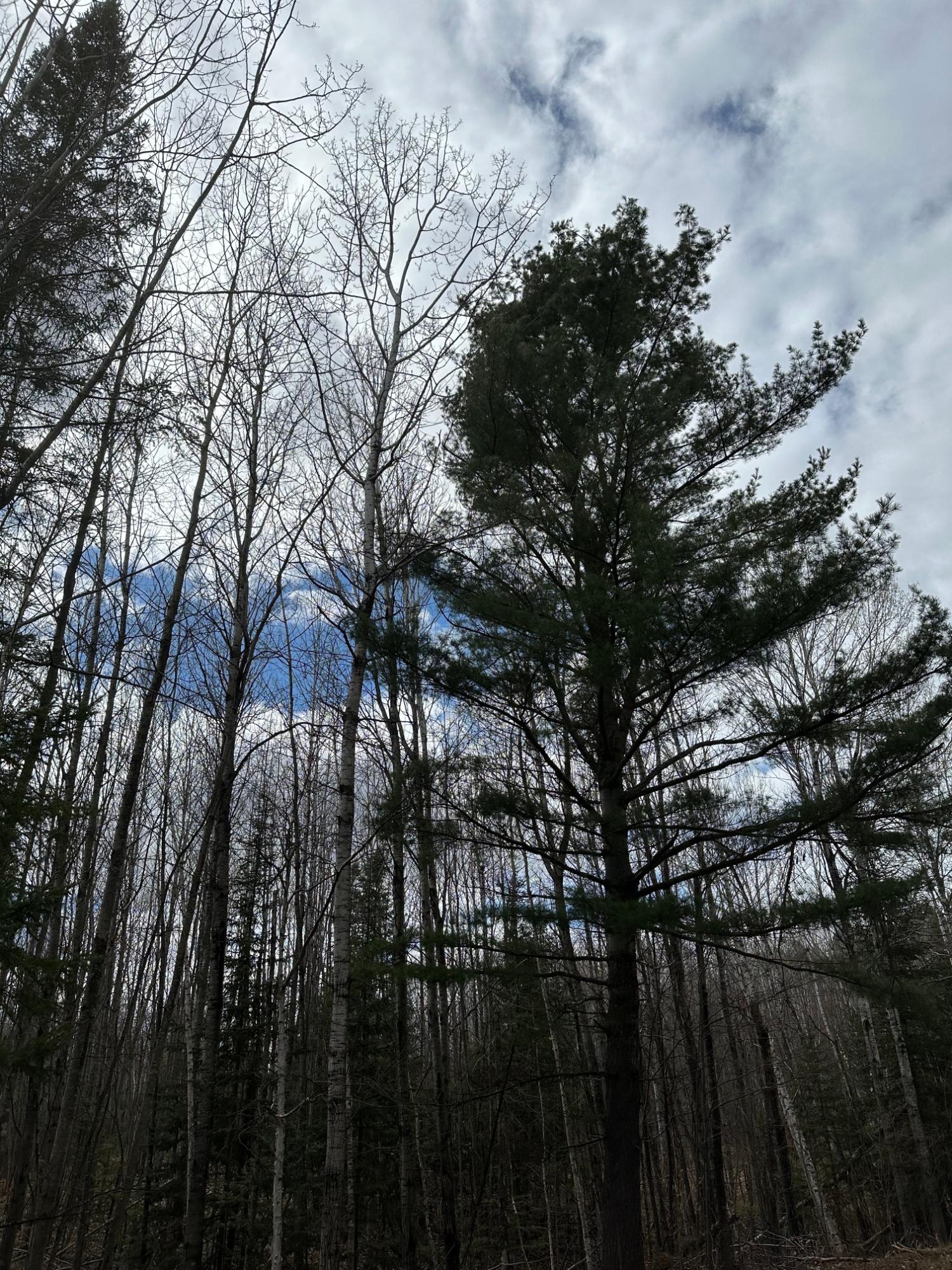 Land for sale in Rhinelander, Wisconsin, 204931