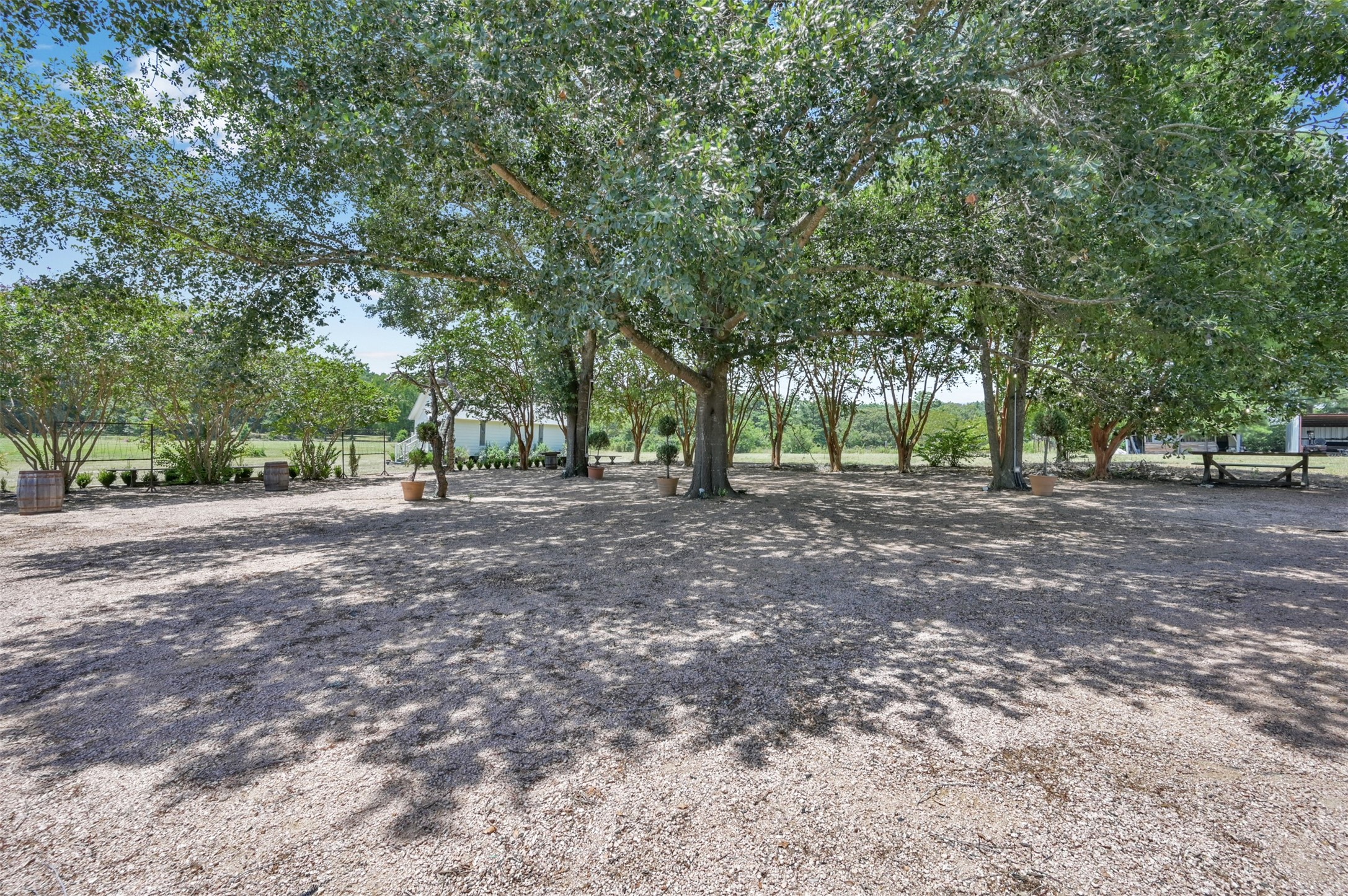 Mature oak grove