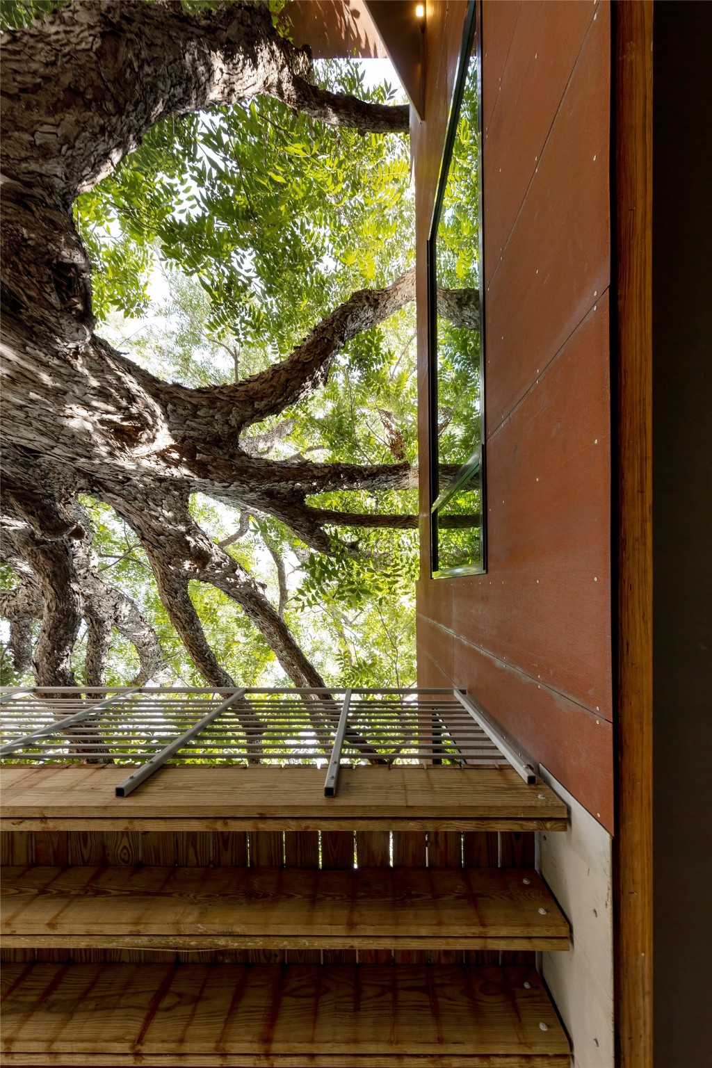 Before climbing the stairs, a quick look up at the pecan tree provides an incredible perspective.