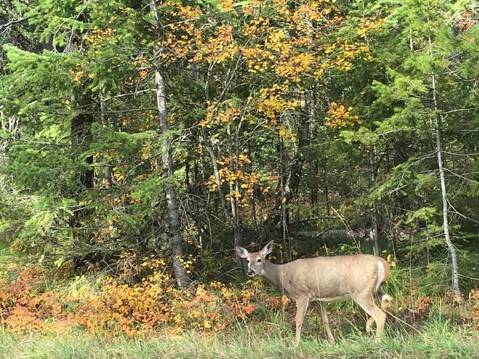 Deer visit the property daily...abundant wildlife