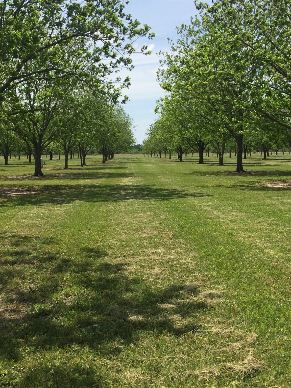 UNRESTRICTED Pecan Orchard In the Heart of Waller County!