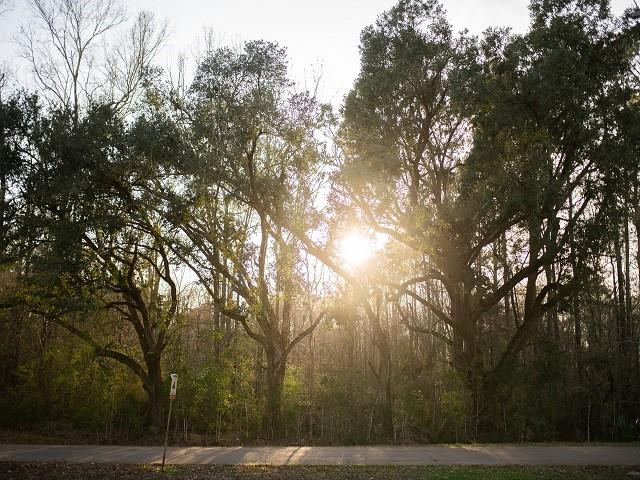 Highway 190 Highway, Livingston, Louisiana image 1