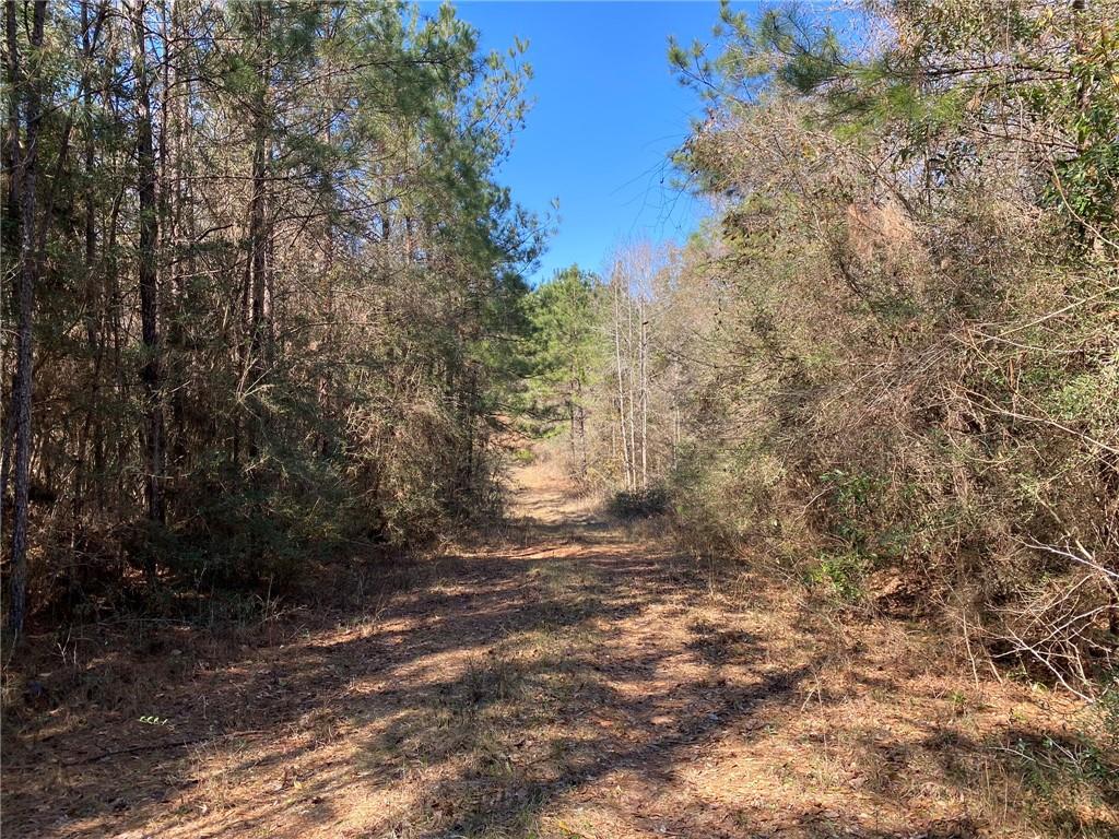 3.6 acre lot for sale in Bethel Woods subdivision. Beautiful land planted in plantation pines. Property is just south of Franklinton, appx 3 miles from Bogue Chitto State Park, and north of Folsom. Mobiles homes are not allowed and minimum square footage for homes is 1400 square feet. Additional lots available. Bond for Deed financing also available.