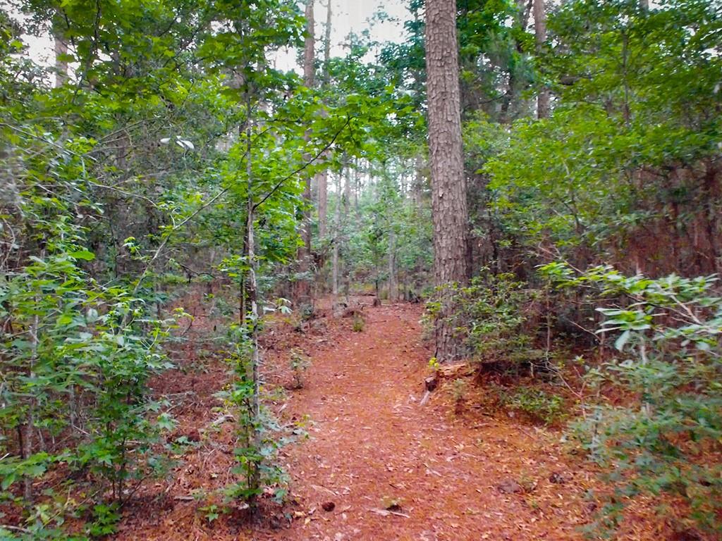 Bald Eagle Circle, Madisonville, Louisiana image 11