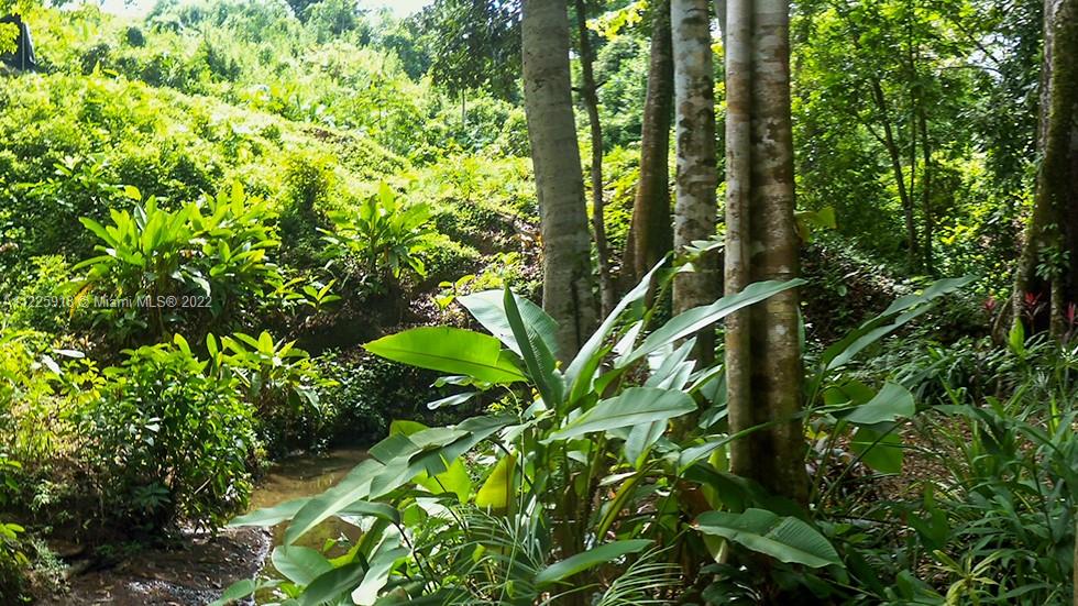 GORGOUS VEGETATION