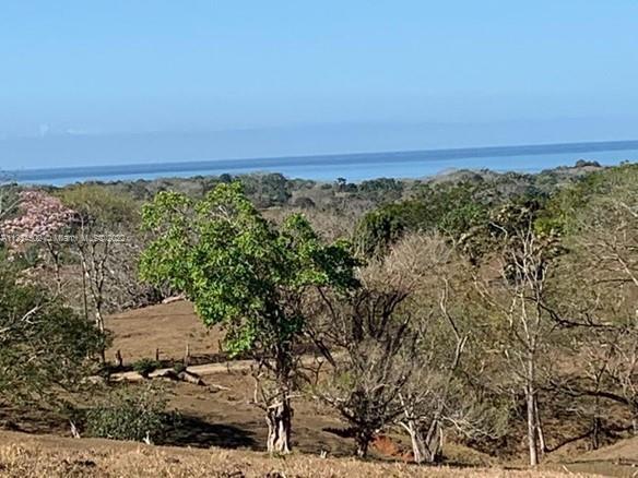 Observe the different tree species that shelter all the areas, both in the plain and in the elevated parts, giving a colorful variety of nuances that bind the entire area of the farm. Within the vast majority of the timber species that the farm  has is the case of the pochote, laurel, cedar, ashtray and even ron ron , which are highly valued woods for their great value in the manufacture of furniture, as well as other species that have been cultivated as is the case of teak and melina.