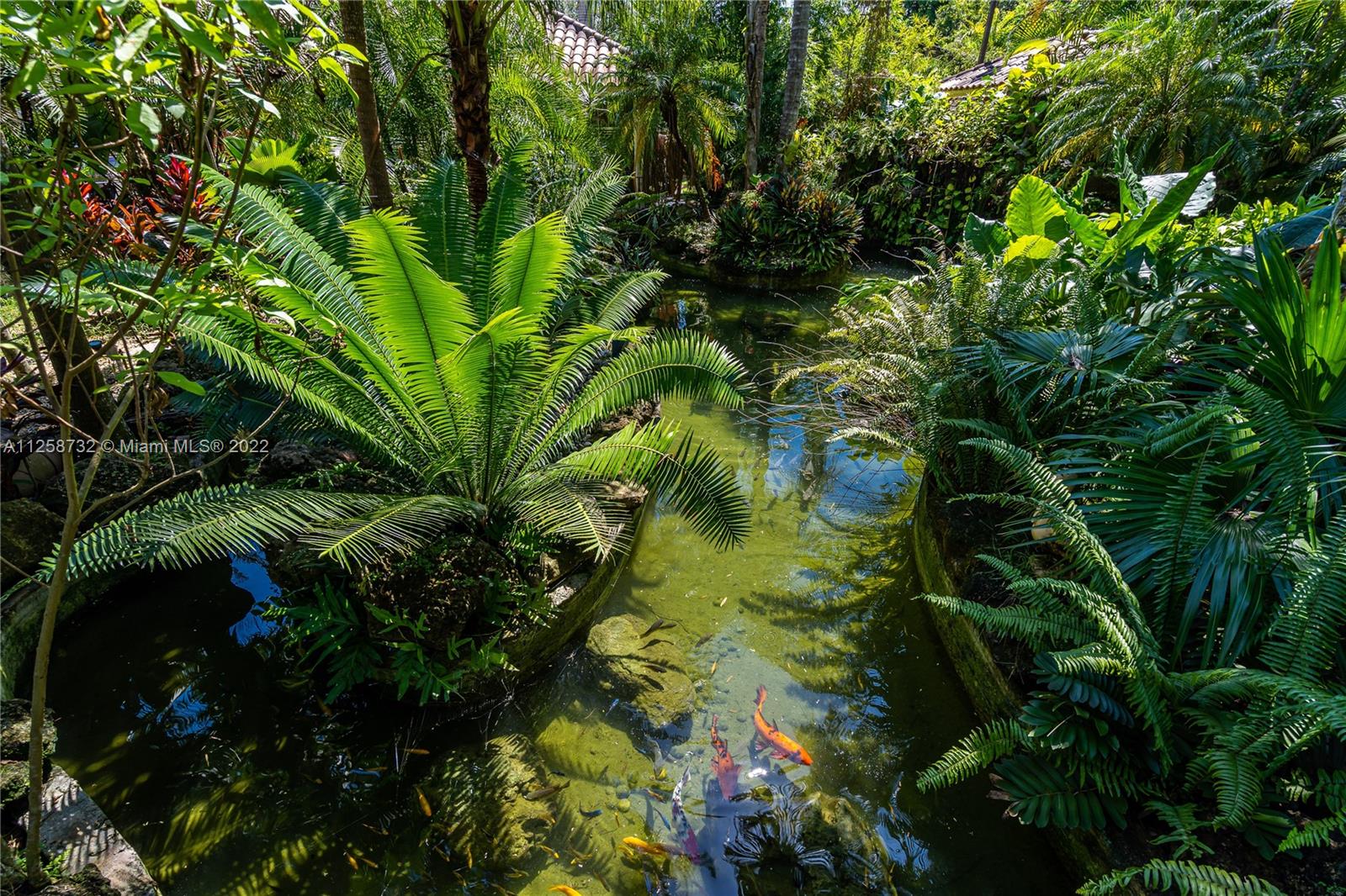 Koi pond