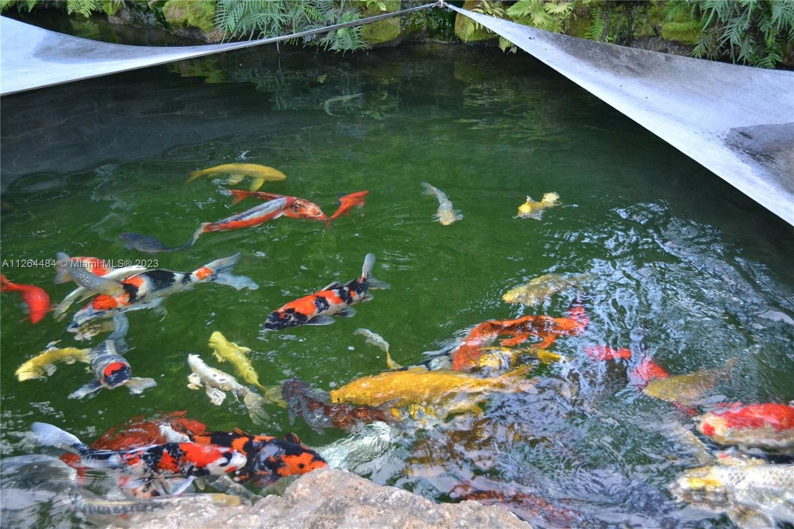 Gorgeous fishpond.