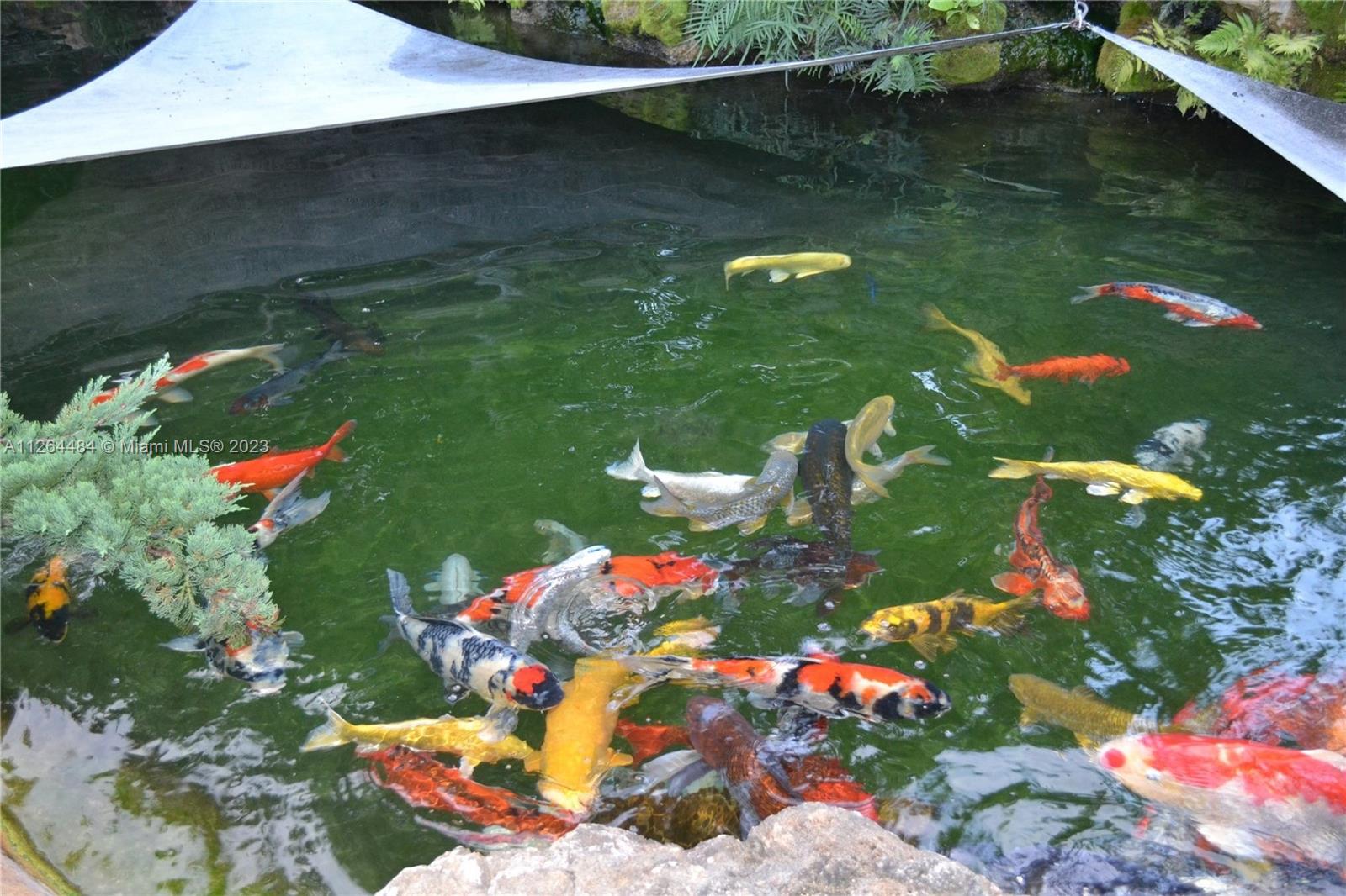 Gorgeous fishpond.