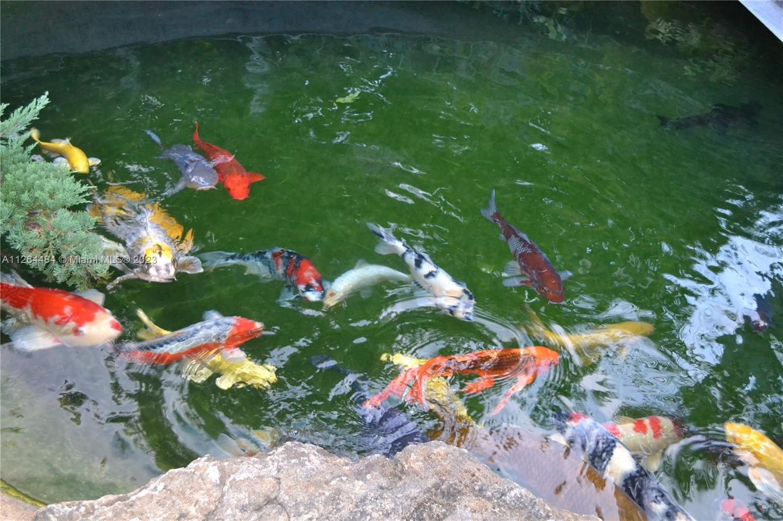 Gorgeous fishpond.