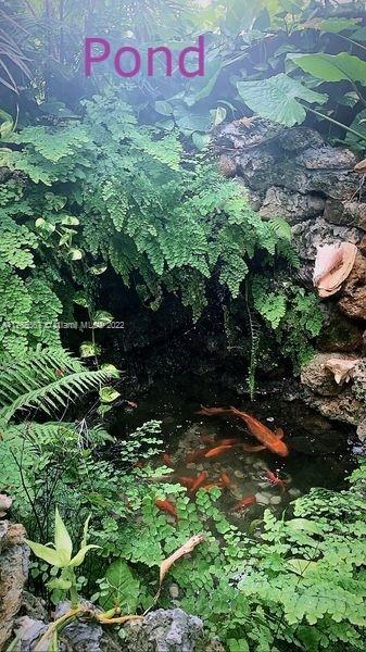 Back Yard Koi Pond