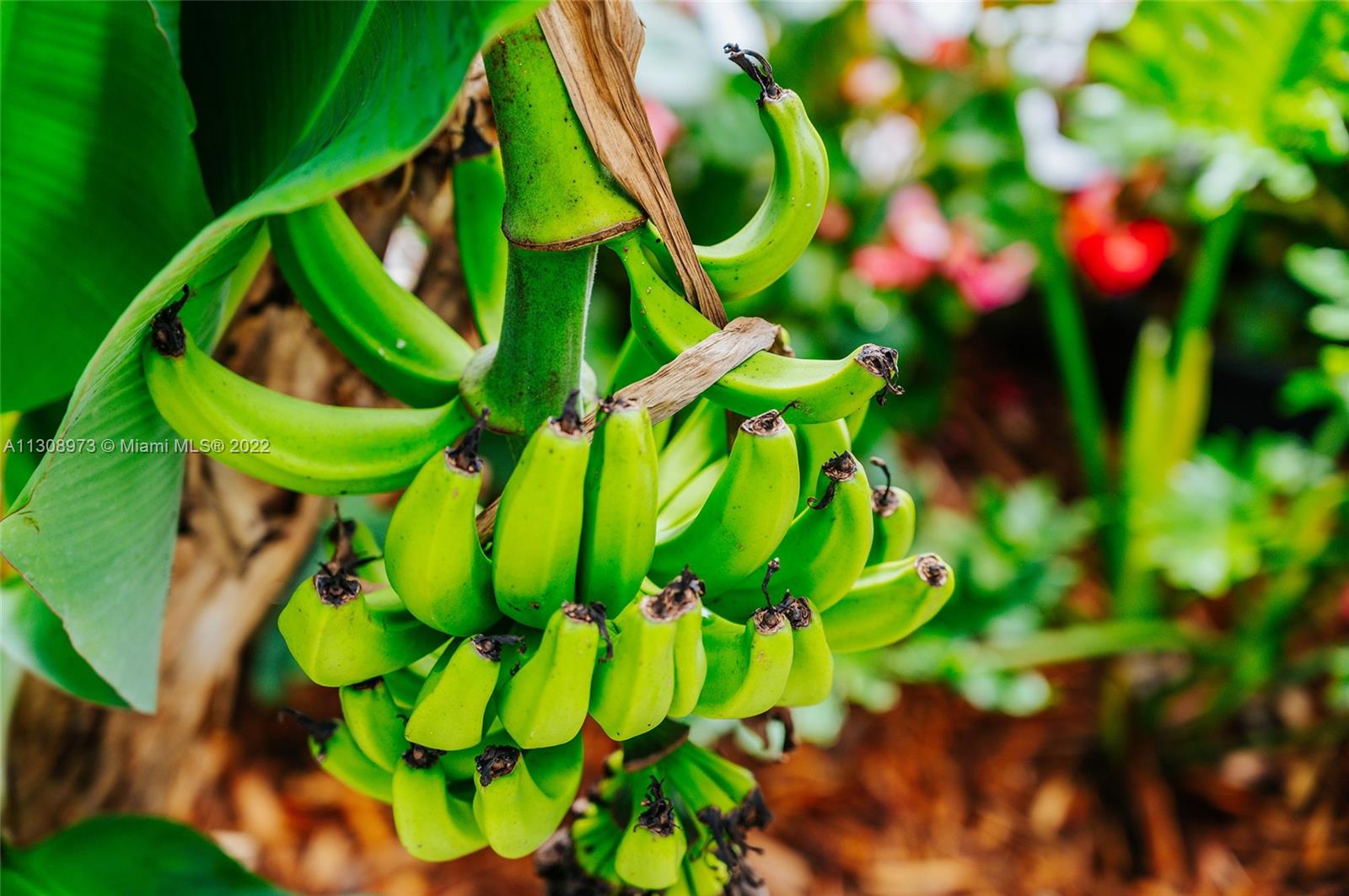 Banana tree