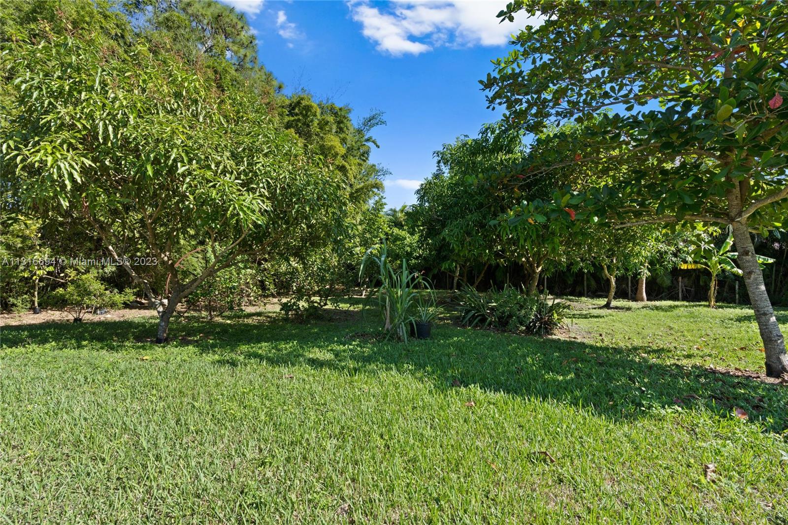 Multiple mature fruit trees (coconut, banana, mango, avocado, guava)