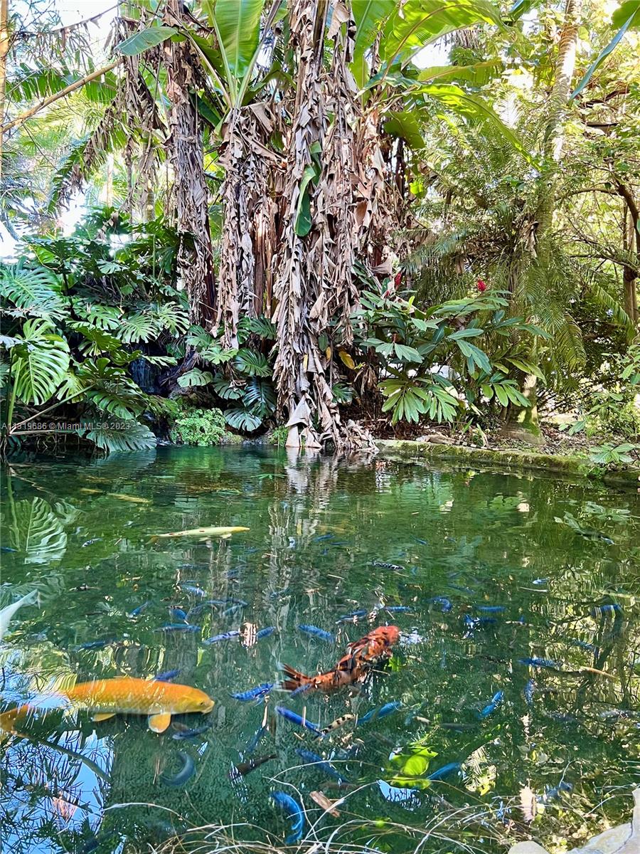 Koi Pond