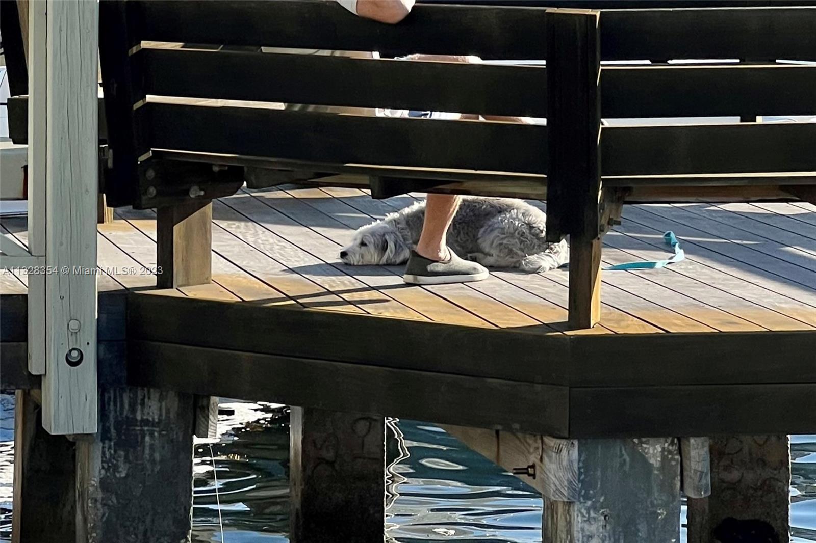 One of the many doggies in L'Hermitage, enjoying an early morning on Biscayne Bay.