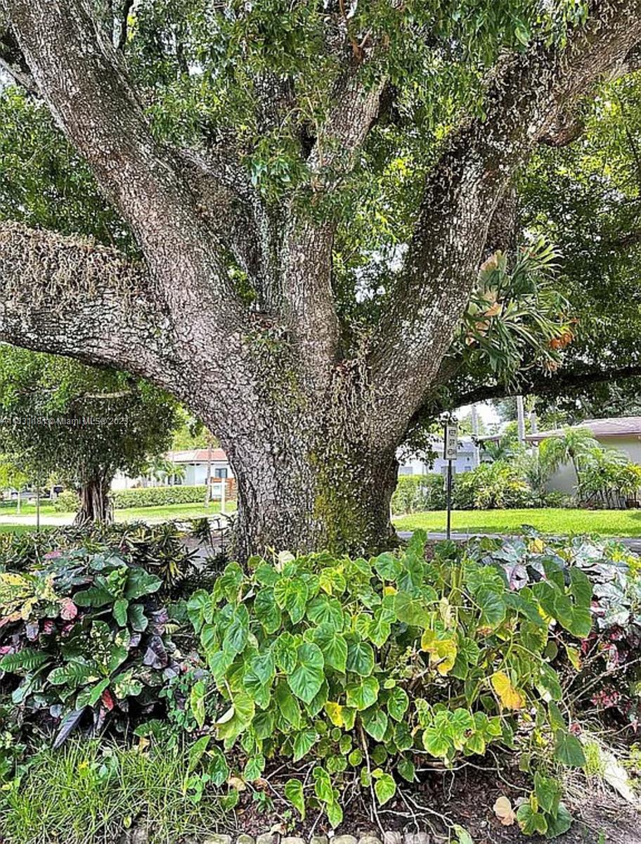 Front yard